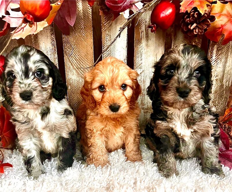 Cockapoo puppies for sale in Goole, East Riding of Yorkshire – 7 weeks old