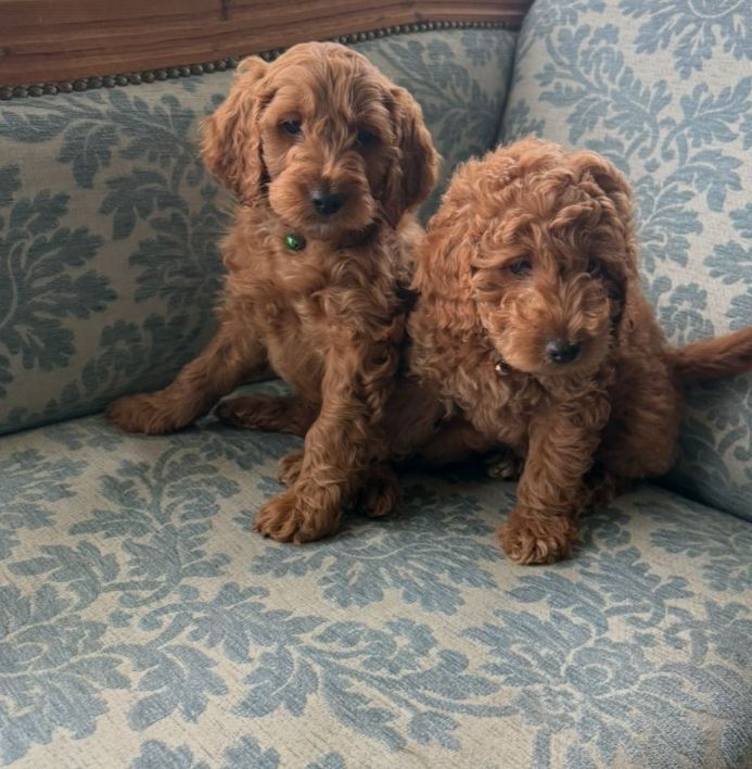 Cockapoo puppies for sale in Coalisland, County Tyrone – 8 weeks old