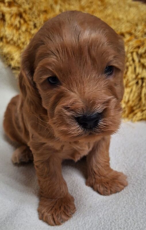 Quality F1 Cockapoo puppies from DNA clear parents - Licensed Breeder for sale in Ammanford/Rhydaman, Carmarthenshire - Image 2