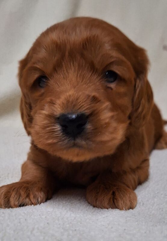 Quality F1 Cockapoo puppies from DNA clear parents - Licensed Breeder for sale in Ammanford/Rhydaman, Carmarthenshire - Image 4