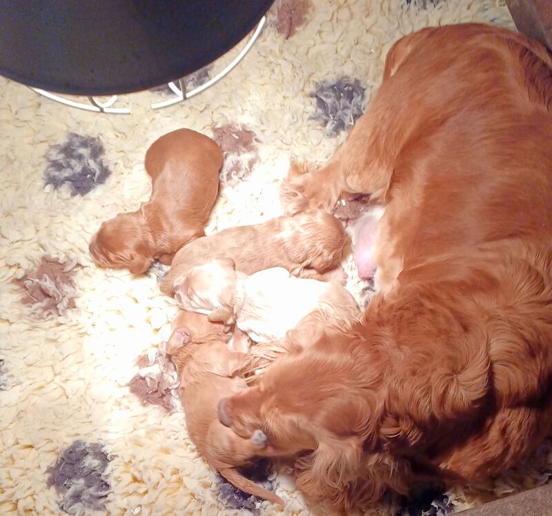 Quality F1 Cockapoo puppies from DNA clear parents - Licensed Breeder for sale in Ammanford/Rhydaman, Carmarthenshire - Image 9