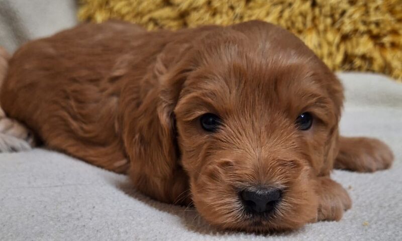 Quality F1 Cockapoo puppies from DNA clear parents - Licensed Breeder for sale in Ammanford/Rhydaman, Carmarthenshire - Image 10