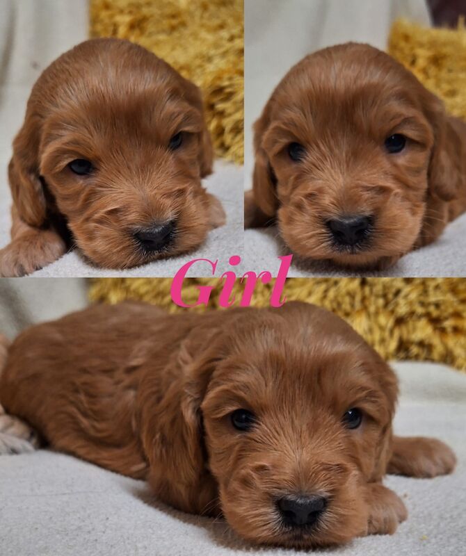 Quality F1 Cockapoo puppies from DNA clear parents - Licensed Breeder for sale in Ammanford/Rhydaman, Carmarthenshire - Image 11