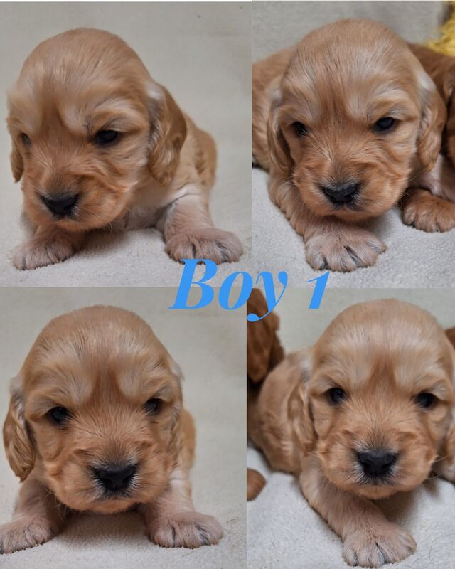 Quality F1 Cockapoo puppies from DNA clear parents - Licensed Breeder for sale in Ammanford/Rhydaman, Carmarthenshire - Image 12