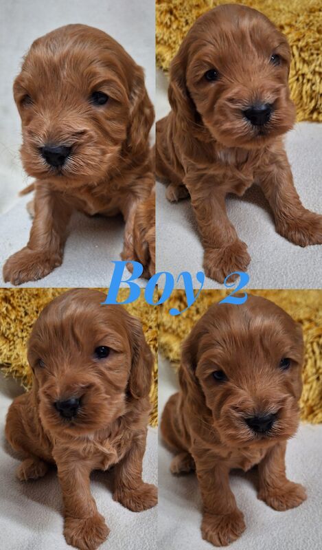 Quality F1 Cockapoo puppies from DNA clear parents - Licensed Breeder for sale in Ammanford/Rhydaman, Carmarthenshire - Image 13