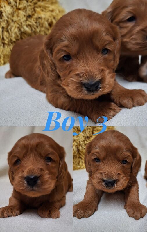 Quality F1 Cockapoo puppies from DNA clear parents - Licensed Breeder for sale in Ammanford/Rhydaman, Carmarthenshire - Image 14