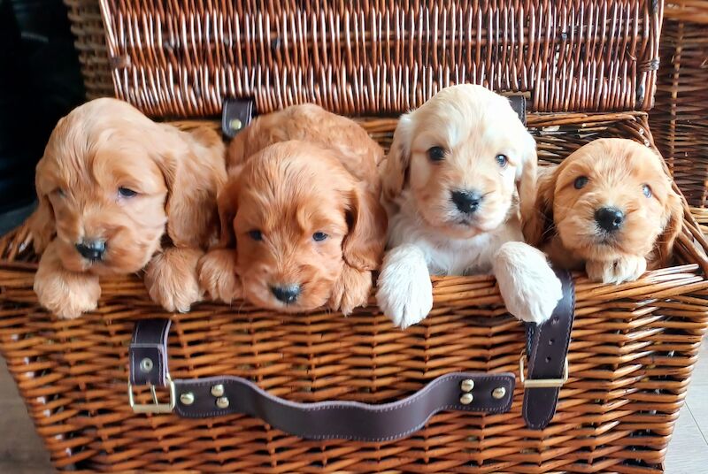 Quality F1 Cockapoo puppies from DNA clear parents - Licensed Breeder for sale in Ammanford/Rhydaman, Carmarthenshire