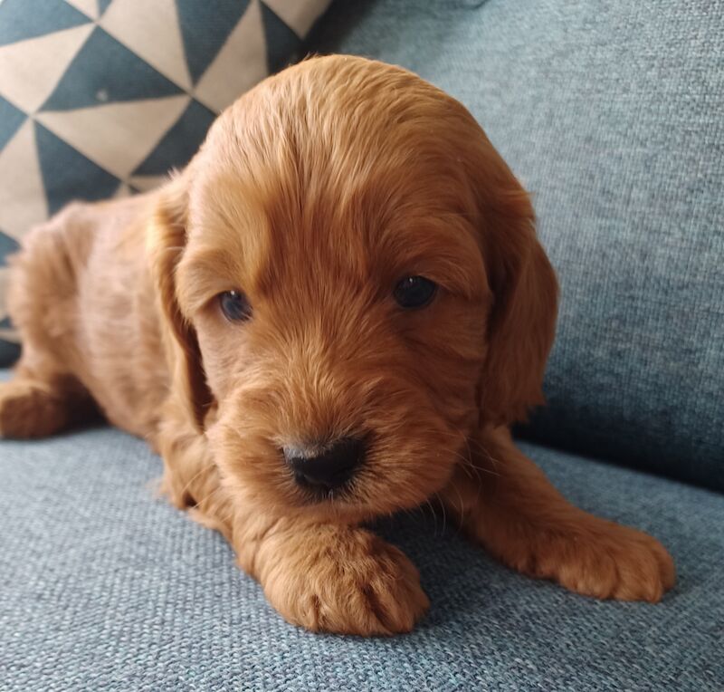 Quality F1 Cockapoo puppies from DNA clear parents - Licensed Breeder for sale in Ammanford/Rhydaman, Carmarthenshire - Image 6
