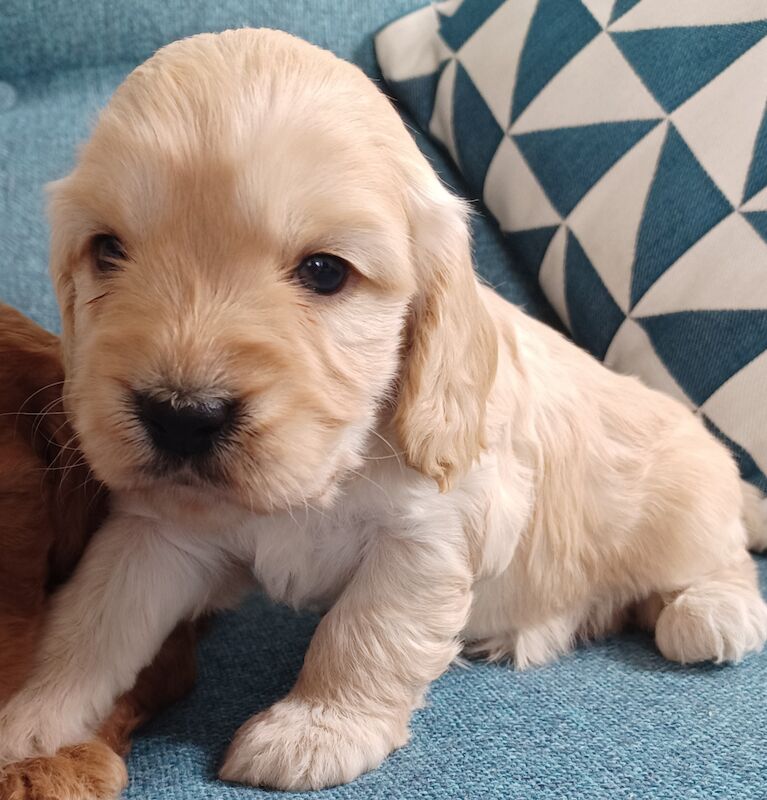 Quality F1 Cockapoo puppies from DNA clear parents - Licensed Breeder for sale in Ammanford/Rhydaman, Carmarthenshire - Image 5