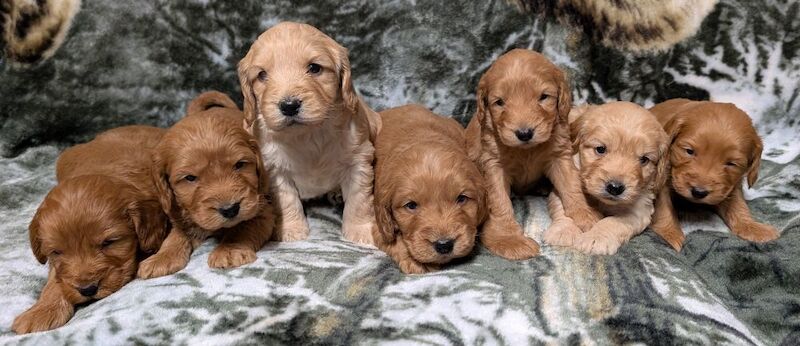 Quality F1, DNA clear Cockapoo puppies from Licensed Breeder