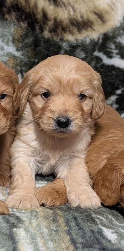 Quality F1, DNA clear Cockapoo puppies from Licensed Breeder - Image 2 of 14
