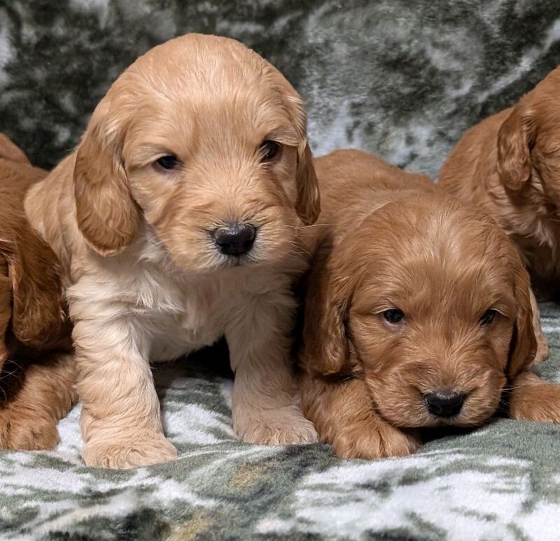 Quality F1, DNA clear Cockapoo puppies from Licensed Breeder - Image 3 of 14