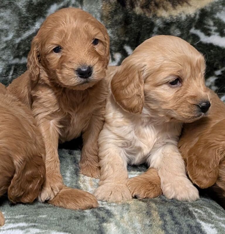 Quality F1, DNA clear Cockapoo puppies from Licensed Breeder - Image 4 of 14