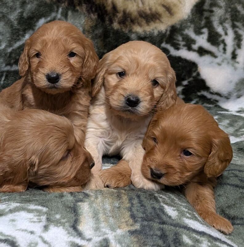 Quality F1, DNA clear Cockapoo puppies from Licensed Breeder - Image 5 of 14