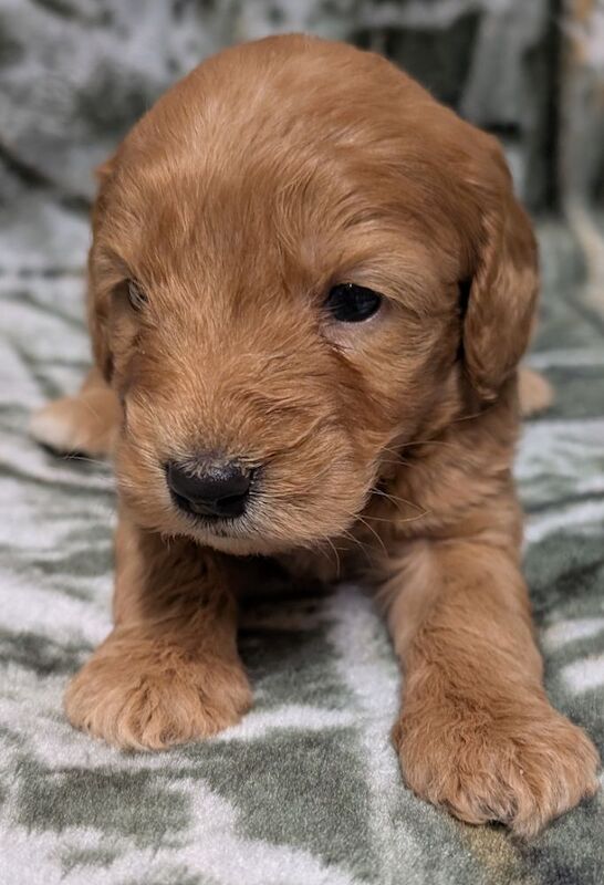 Quality F1, DNA clear Cockapoo puppies from Licensed Breeder - Image 6 of 14