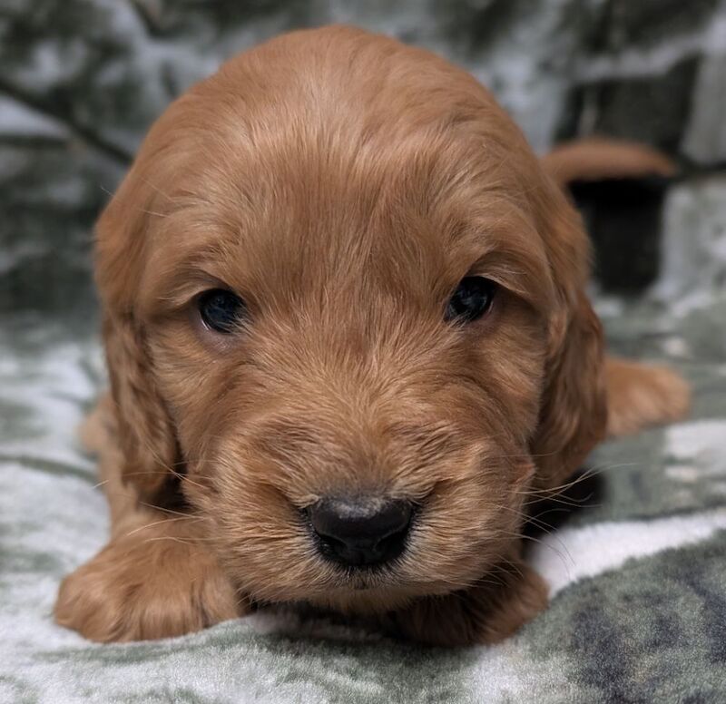 Quality F1, DNA clear Cockapoo puppies from Licensed Breeder - Image 7 of 14