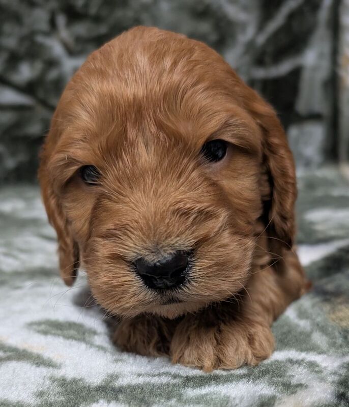 Quality F1, DNA clear Cockapoo puppies from Licensed Breeder - Image 8 of 14
