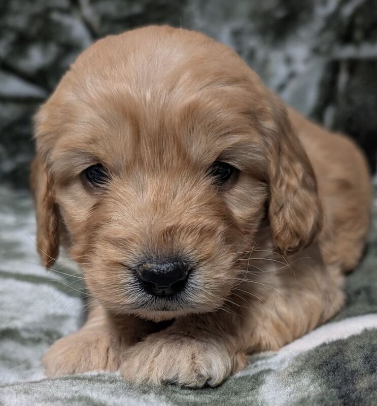 Quality F1, DNA clear Cockapoo puppies from Licensed Breeder - Image 9 of 14