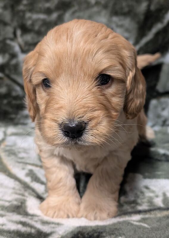 Quality F1, DNA clear Cockapoo puppies from Licensed Breeder - Image 10 of 14