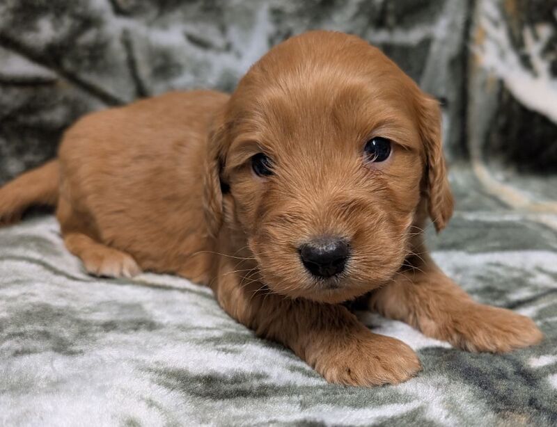Quality F1, DNA clear Cockapoo puppies from Licensed Breeder - Image 11 of 14