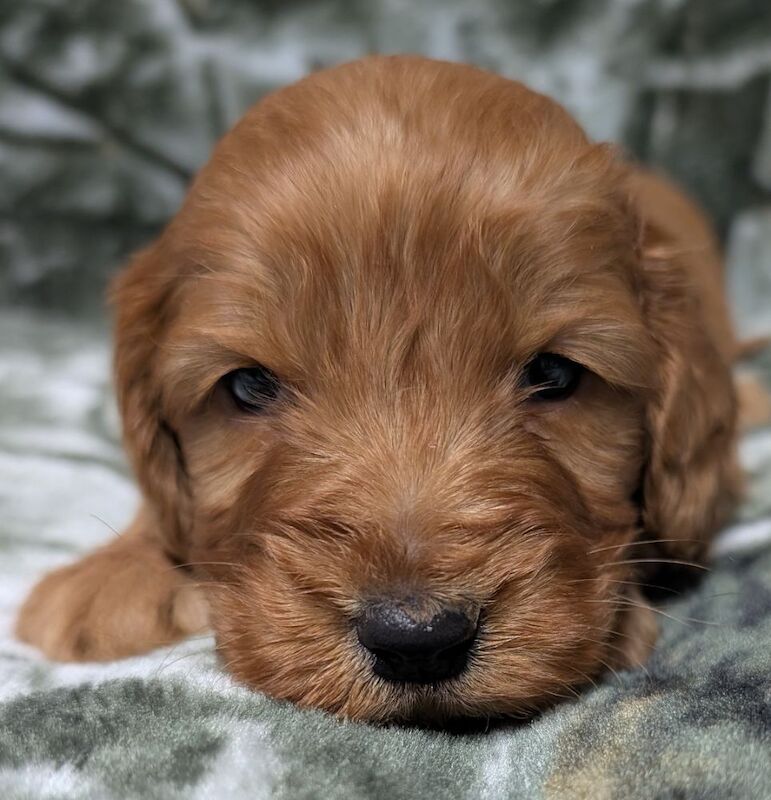 Quality F1, DNA clear Cockapoo puppies from Licensed Breeder - Image 12 of 14