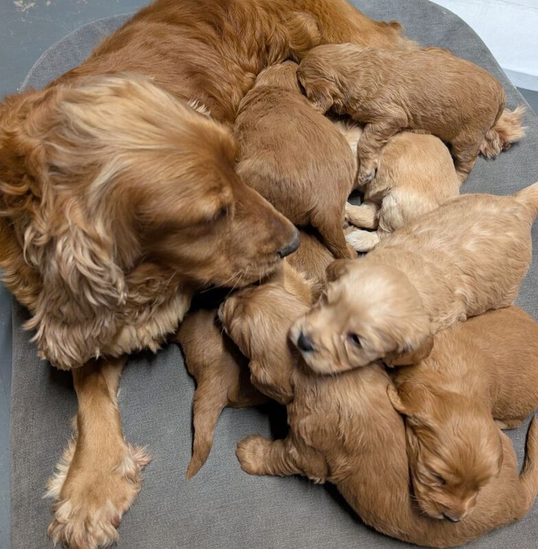 Quality F1, DNA clear Cockapoo puppies from Licensed Breeder - Image 13 of 14