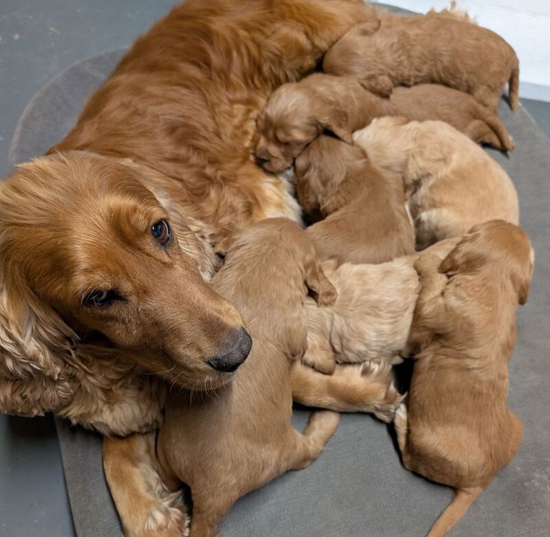Quality F1, DNA clear Cockapoo puppies from Licensed Breeder - Image 14 of 14