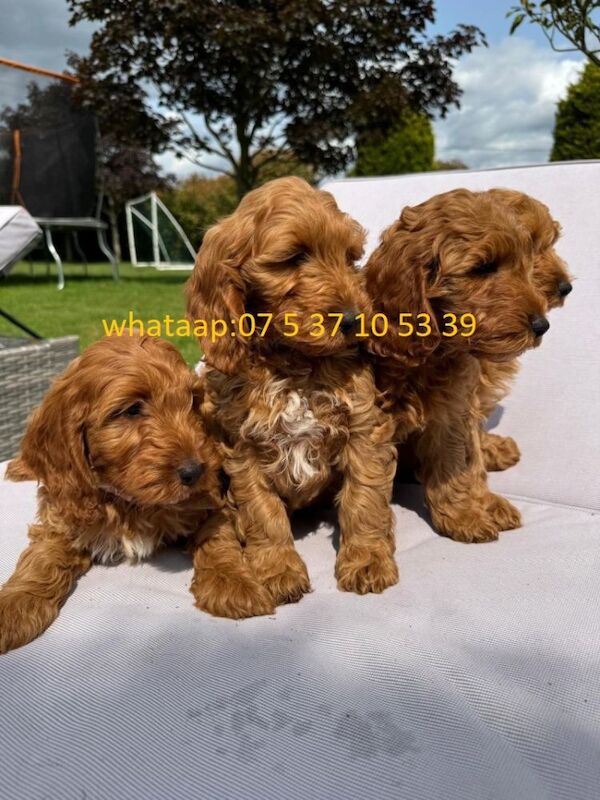 Quality F1 Red cockapoos for sale in B19