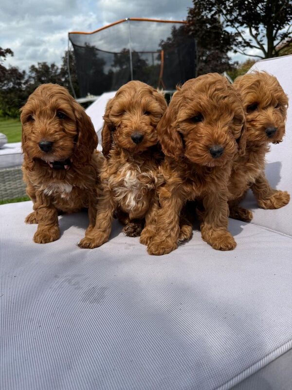Quality F1 Red cockapoos for sale in B19 | Image 2