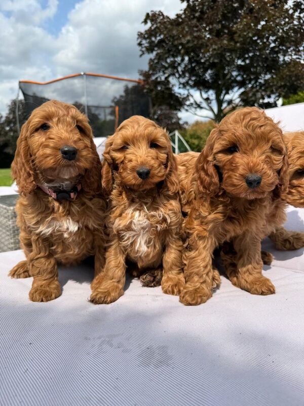 Quality F1 Red cockapoos for sale in B19 | Image 3
