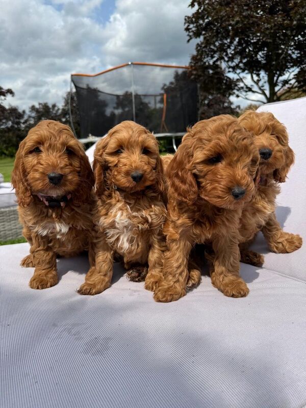 Quality F1 Red cockapoos for sale in B19 | Image 4