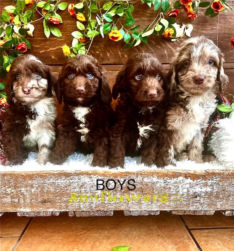 Quality Miniature Sproodles F1 Chocolate Merle 