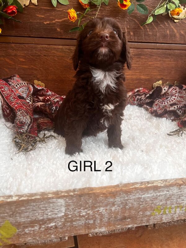 Quality Miniature Sproodles F1 Chocolate Merle - Image 5 of 12