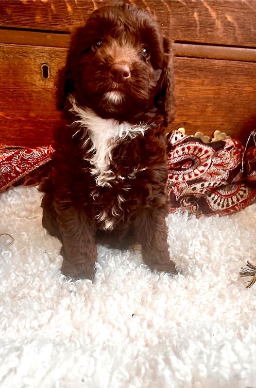 Quality Miniature Sproodles F1 Chocolate Merle - Image 6 of 12