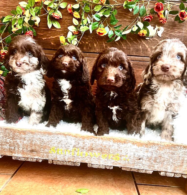 Quality Miniature Sproodles F1 Chocolate Merle - Image 7 of 12