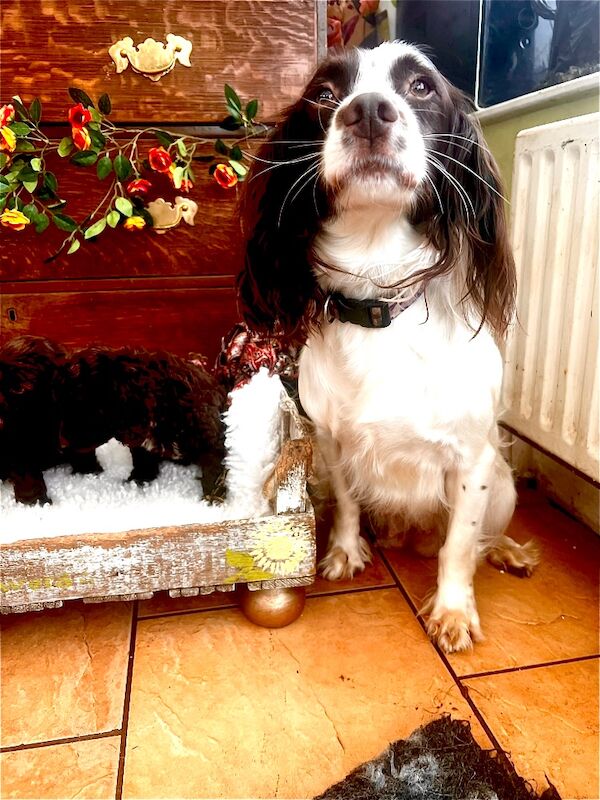 Quality Miniature Sproodles F1 Chocolate Merle - Image 8 of 12