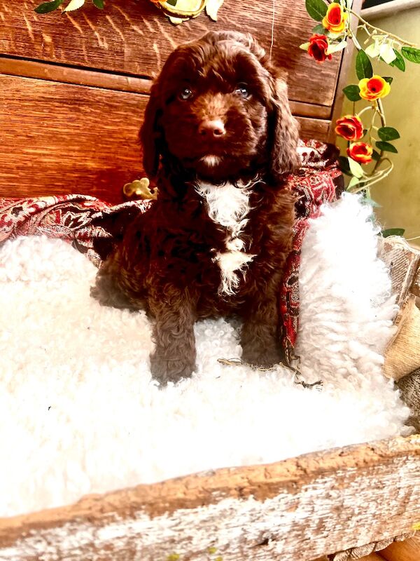 Quality Miniature Sproodles F1 Chocolate Merle - Image 9 of 12