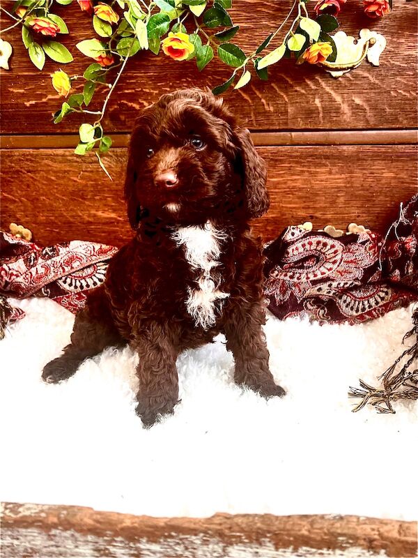 Quality Miniature Sproodles F1 Chocolate Merle - Image 10 of 12