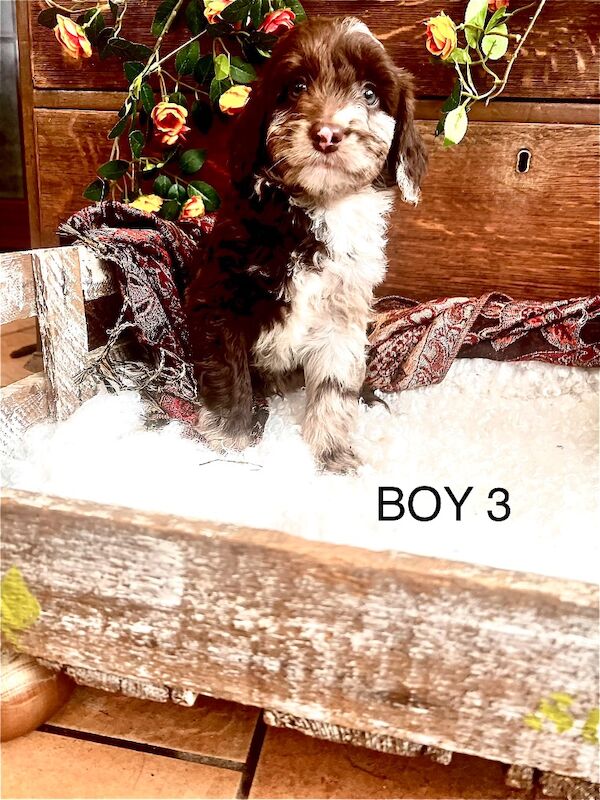 Quality Miniature Sproodles F1 Chocolate Merle - Image 12 of 12