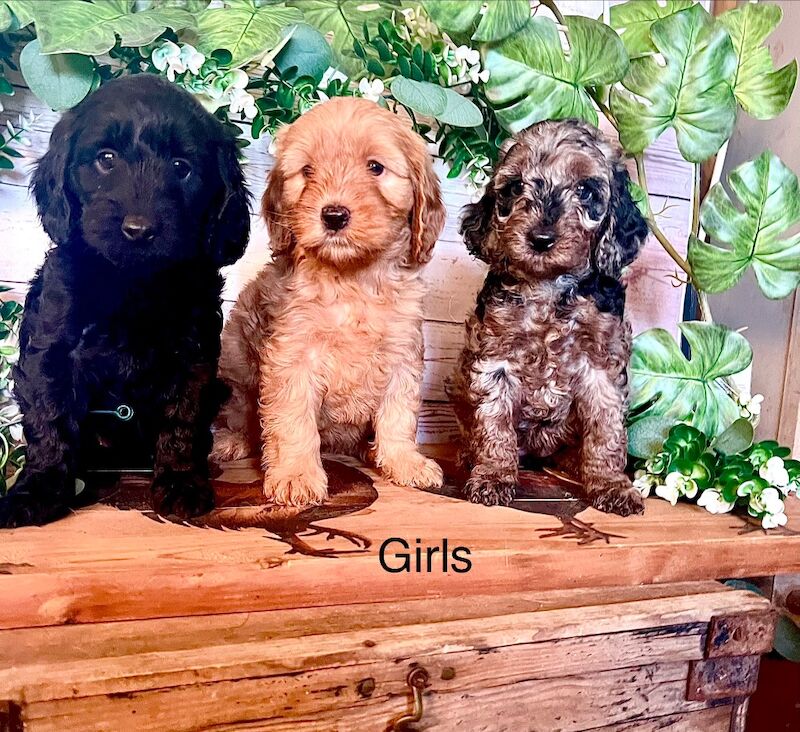 Quality Rate Blue Merle Cockapoo Puppies