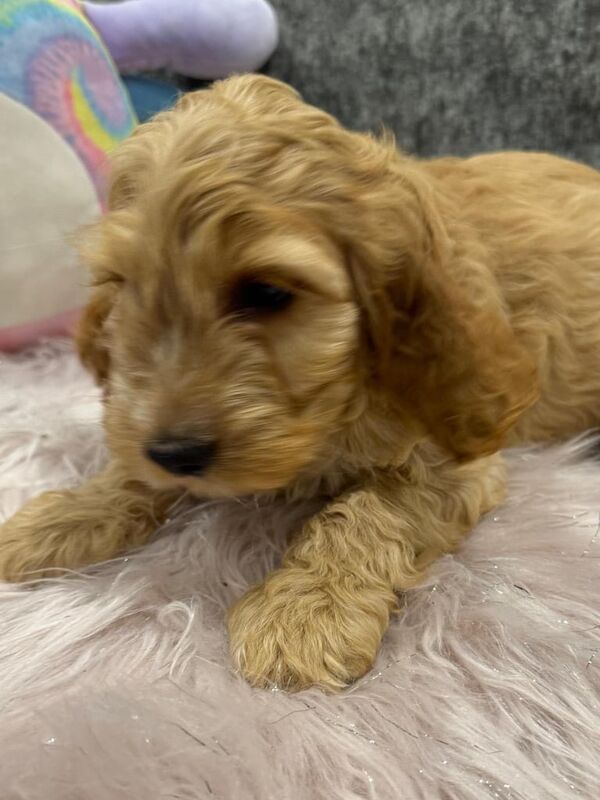 QUALITY SMALL TYPE COCKAPOO PUPPIES for sale in Airdrie, Lanarkshire - Image 2