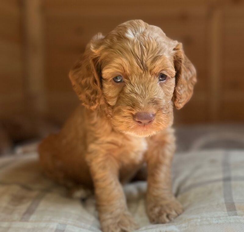 🌟 Quality, Woodland F2 Cockapoo Puppies 🌟 for sale in Wragby, Lincolnshire