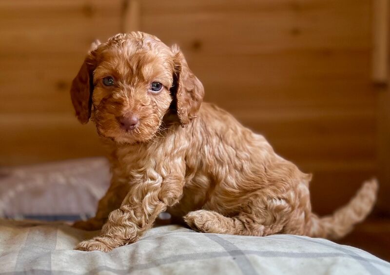 🌟 Quality, Woodland F2 Cockapoo Puppies 🌟 for sale in Wragby, Lincolnshire | Image 3