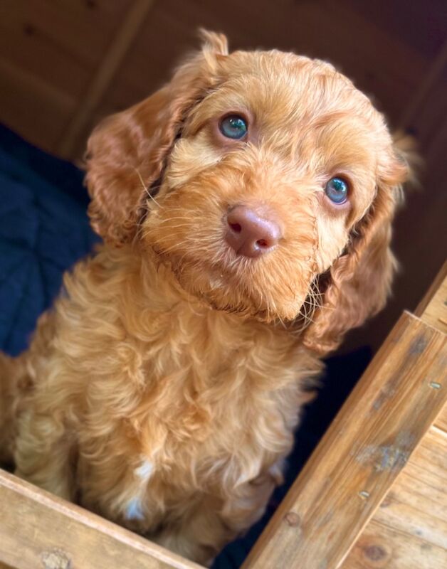 🌟 Quality, Woodland F2 Cockapoo Puppies 🌟 for sale in Wragby, Lincolnshire