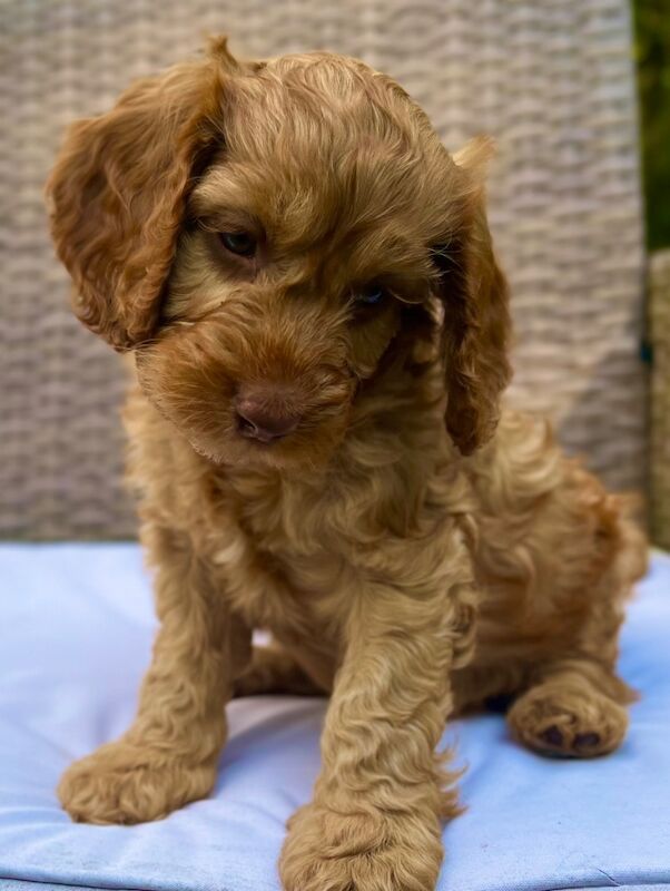 🌟 Quality, Woodland F2 Cockapoo Puppies 🌟 for sale in Wragby, Lincolnshire | Image 3