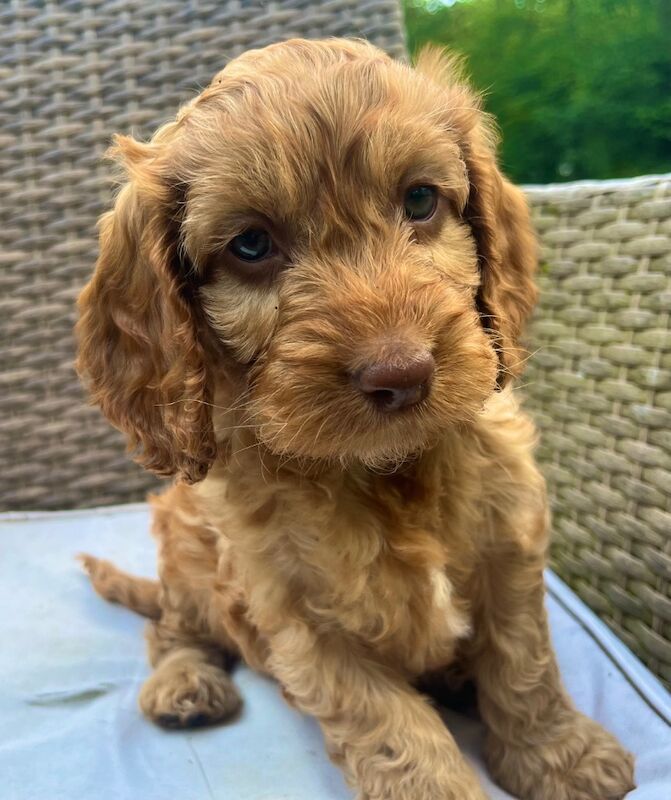 🌟Last male! Quality, F2 Cockapoo Puppies 🌟 for sale in Wragby, Lincolnshire - Image 3
