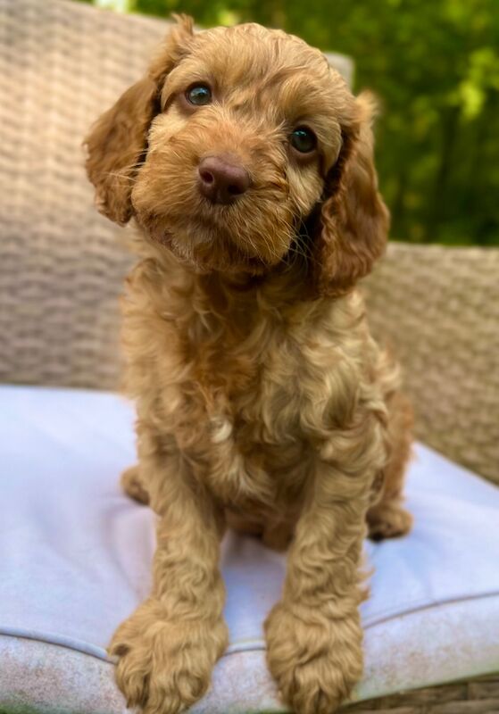 🌟Last male! Quality, F2 Cockapoo Puppies 🌟 for sale in Wragby, Lincolnshire - Image 4
