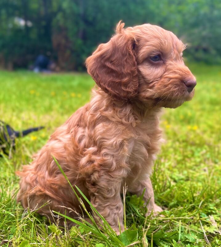 🌟Last male! Quality, F2 Cockapoo Puppies 🌟 for sale in Wragby, Lincolnshire - Image 7