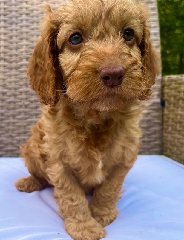 🌟Last male! Quality, F2 Cockapoo Puppies 🌟 for sale in Wragby, Lincolnshire - Image 9