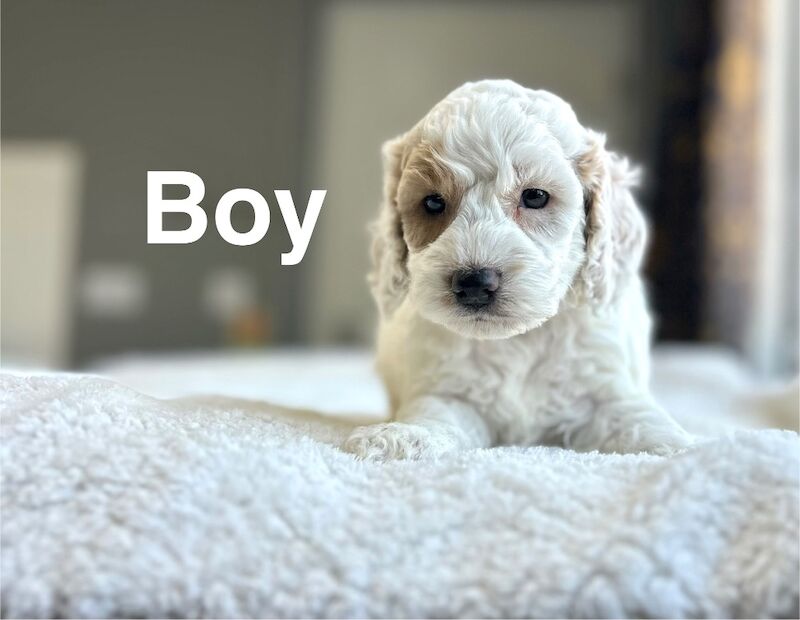 Rains Beautiful cockapoo puppies ready 3rd August